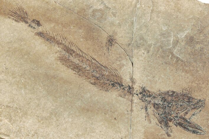 Oligocene Fossil Codfish (Paleogadus) - Poland #320619